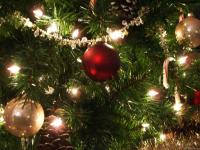 Sapin 02.jpg